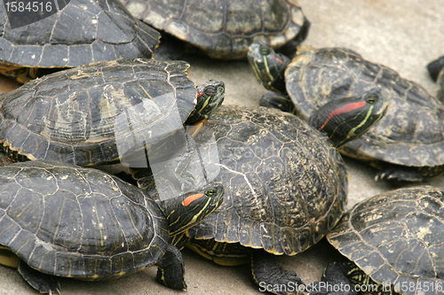 Image of animal nature photo, Red-eared Slider (Trachemys scripta elegans