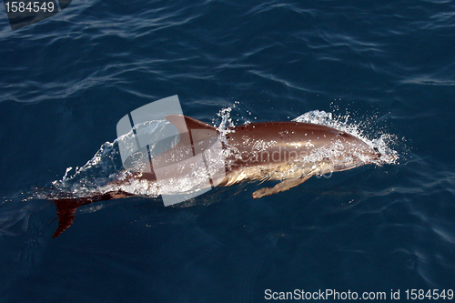 Image of beautiful dolphins in the ocean