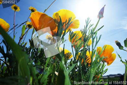 Image of beautiful tulips, beautiful flowers