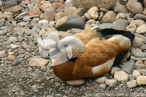 Image of beautiful duck in a lake, nature animal photo