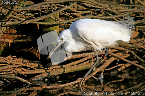 Image of Great White heron, beautiful nature animal photo