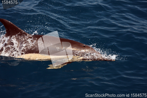 Image of beautiful dolphins in the ocean