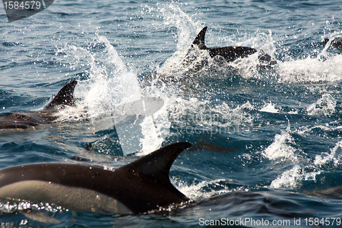 Image of beautiful dolphins in the ocean