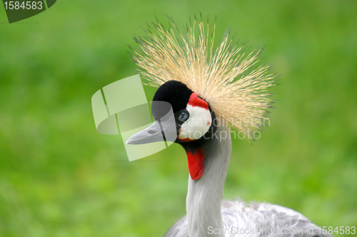 Image of Grey Crowned Crane (Balearica regulorum), nature and wildlife ph