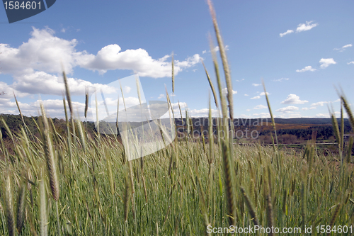 Image of field of rye and sunny day