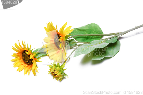 Image of sunflowers on a white background
