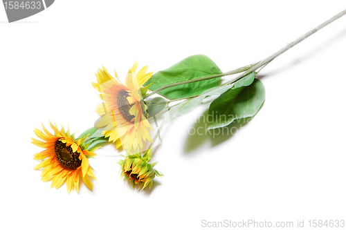 Image of sunflowers on a white background