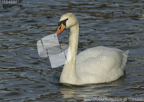 Image of Muted Swan