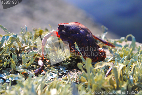 Image of Crab shell