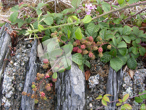 Image of Ripening Blackberries