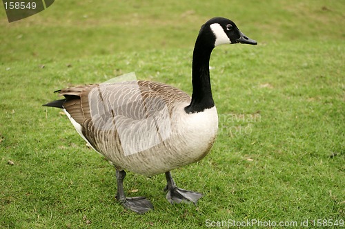 Image of Canada Goose