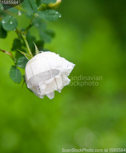 Image of white garden rose