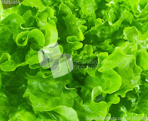Image of lettuce background
