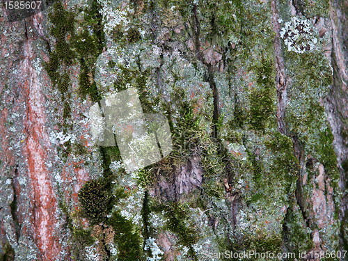 Image of Pine bark 
