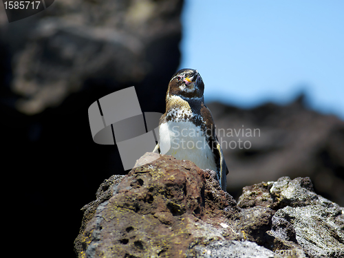 Image of Galapagos Penguin