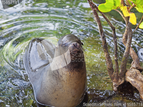 Image of Sea lion portrait