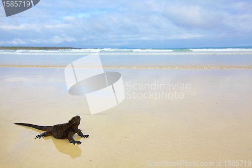 Image of Galapagos marine Iguana