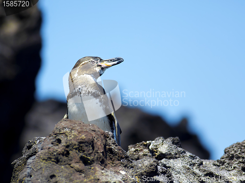 Image of Galapagos Penguin