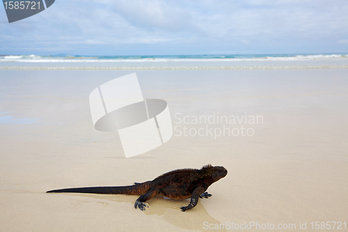 Image of Galapagos marine Iguana