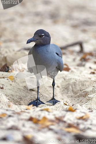 Image of Swallow-tailed Gull