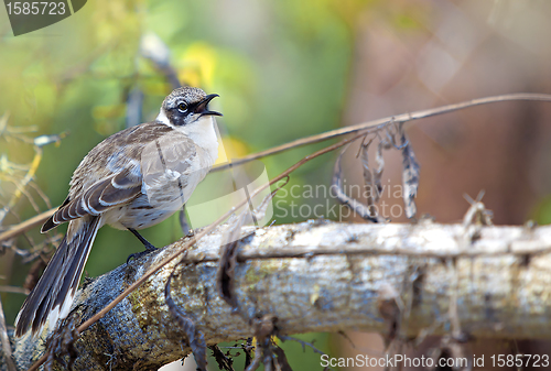 Image of Galapagos finch