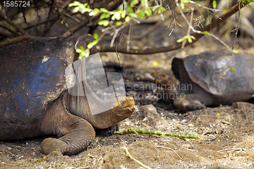 Image of Galapagos tortoise