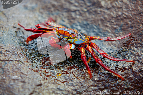Image of Sally lightfoot crab on Galapagos