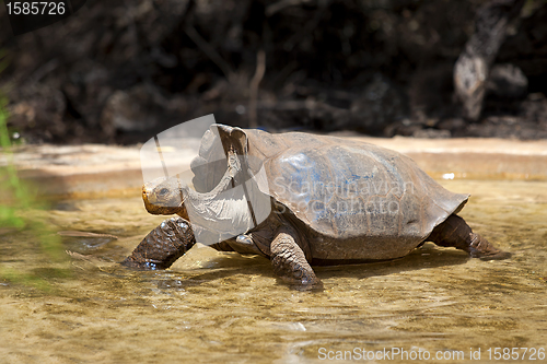 Image of Galapagos tortoise