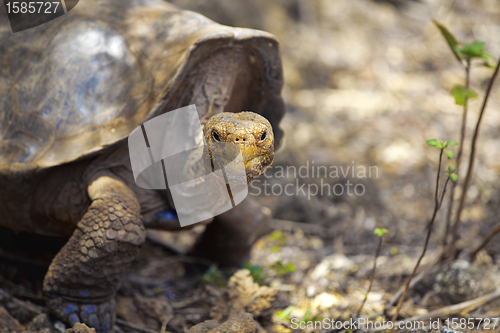 Image of Galapagos tortoise