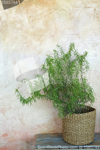 Image of rosemary