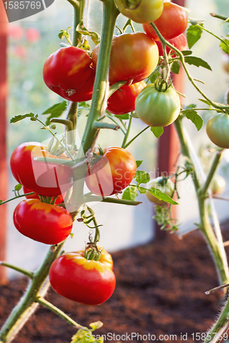 Image of tomatoes in greenhouse