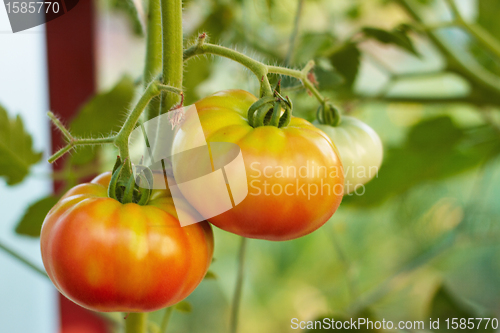 Image of tomatoes in greenhouse