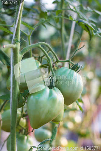 Image of green tomatoes
