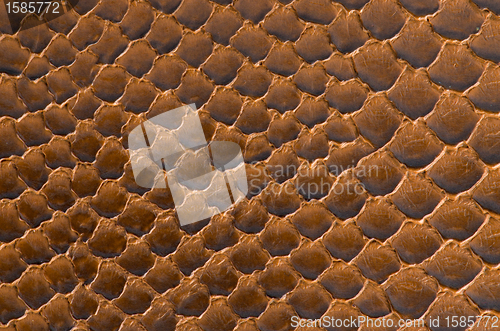 Image of Brown snake skin background 