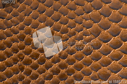 Image of Brown snake skin background 