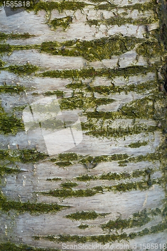 Image of Bark