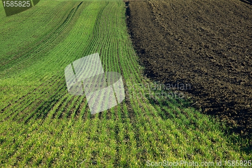 Image of Field