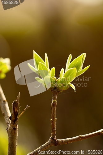 Image of Buds