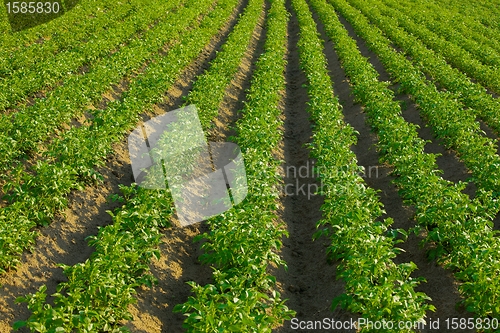 Image of Agriculture