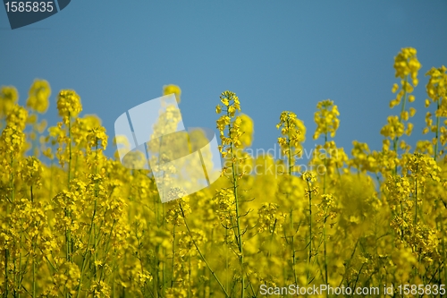 Image of Rapeseed