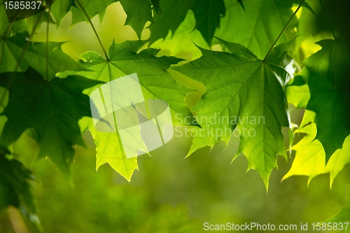 Image of Leaves