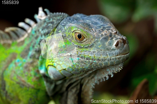 Image of Iguana