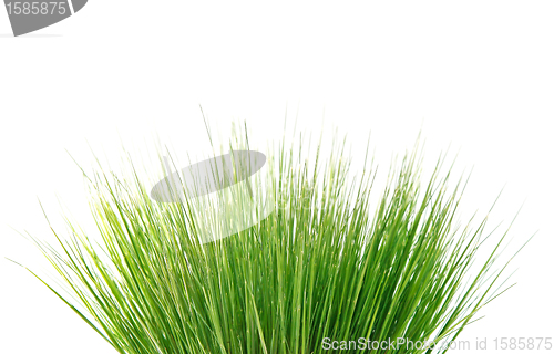 Image of green grass