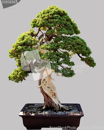 Image of Japanese bonsai tree in pot isolated