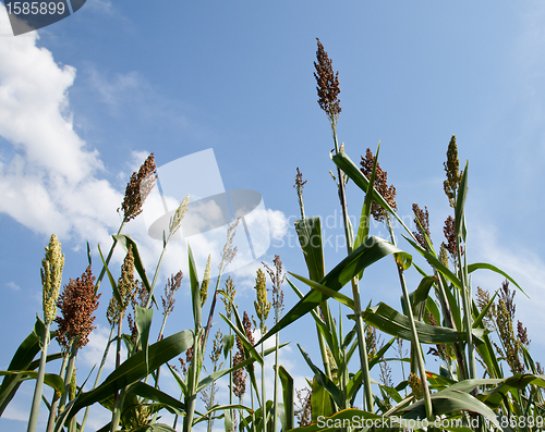 Image of Sorghum plants grown for ethanol and fuel