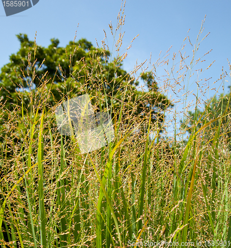 Image of Switch grass on farm used as bio fuel