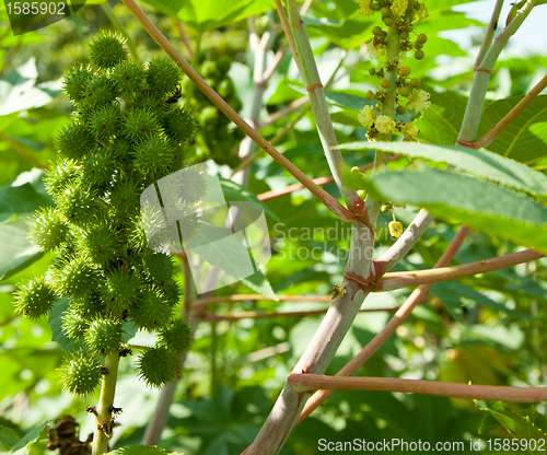 Image of Castor bean plants used for bio fuel and ethanol