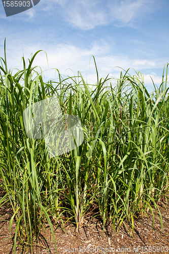 Image of Sugar cane plants being grown on farm biofuel