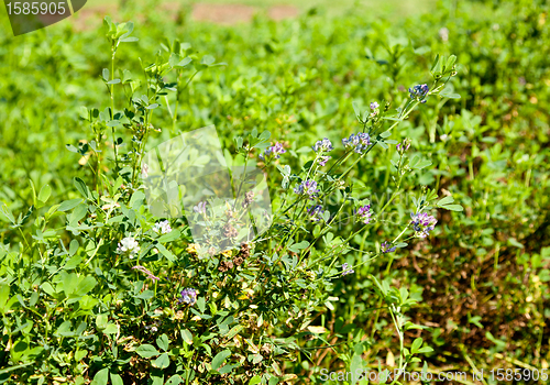 Image of Cuphea seed pods are used for biodiesel