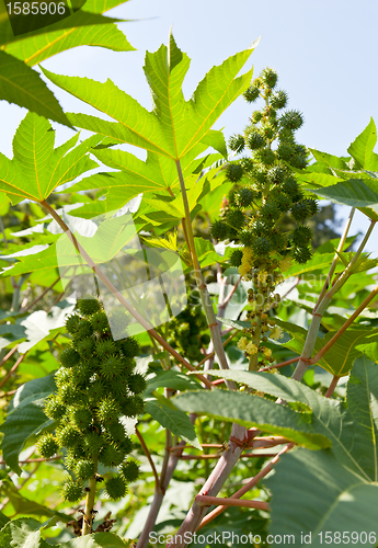 Image of Castor bean plants used for bio fuel and ethanol